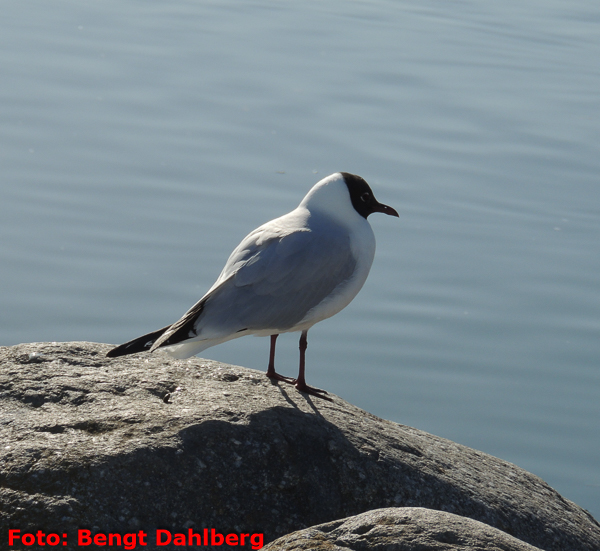 bd_vandring_kungsholmen_160330_004